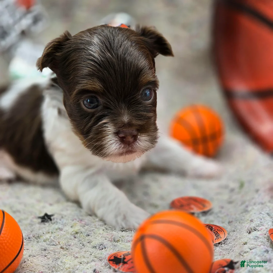 Yorkshire Terrier dogs for sale: Diego - Ad 2