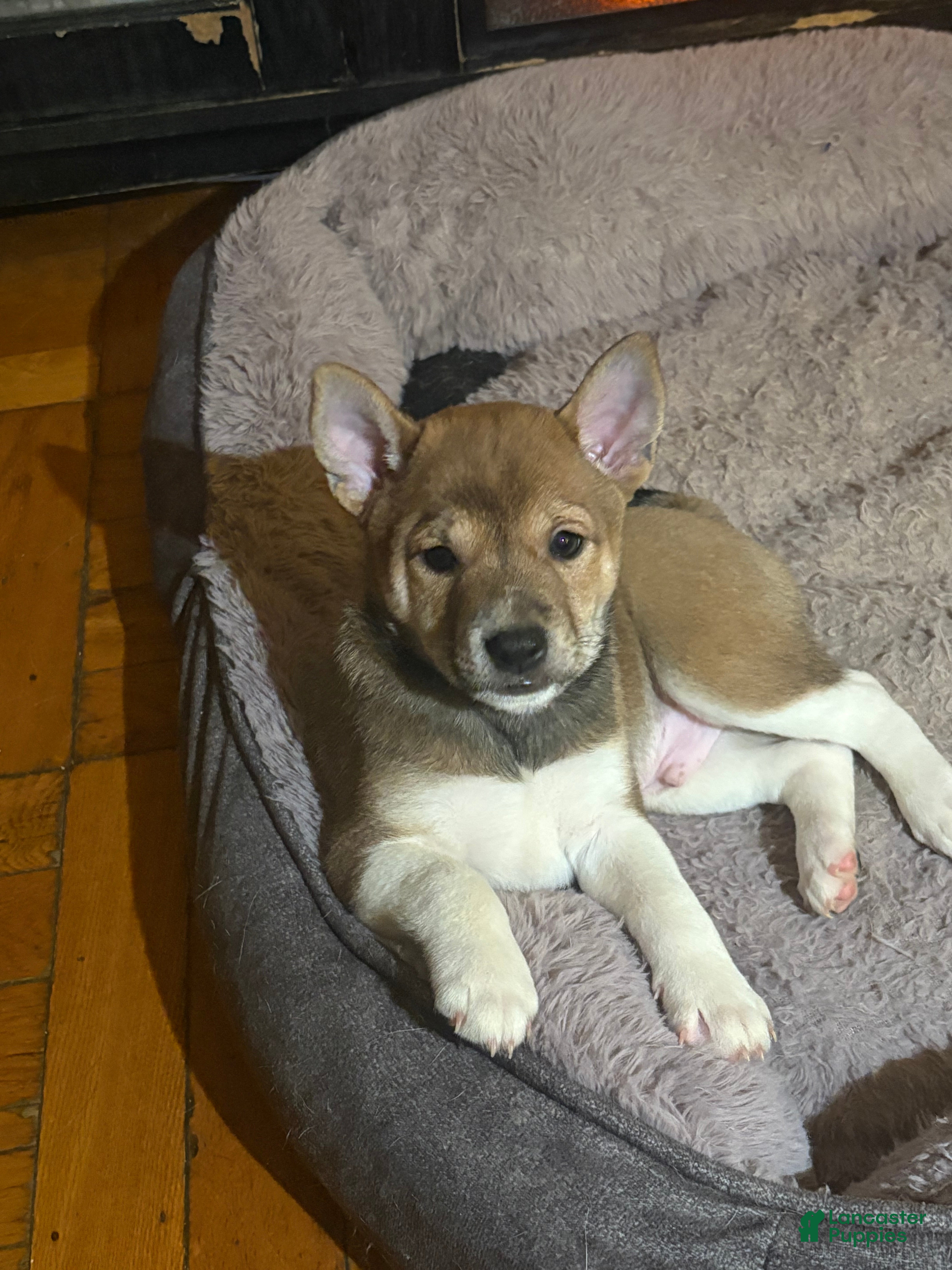 Mixed Breed dogs Garra - Ad 38