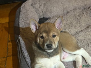 Mixed Breed dogs Garra - Ad 5