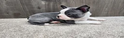 Boston Terrier dogs for sale: Boston Terrier Puppy 2 - Ad 4