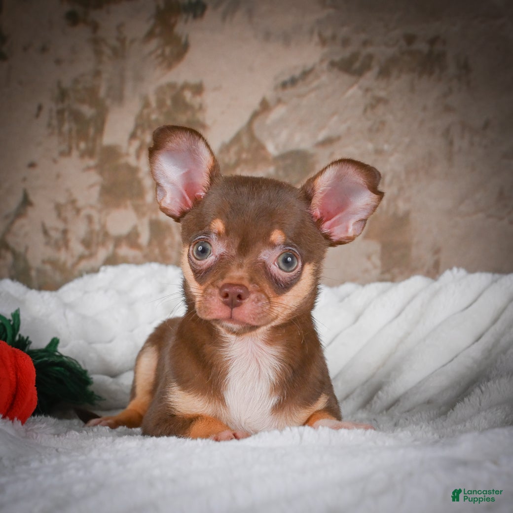 Chihuahua dogs Laura - Ad 2