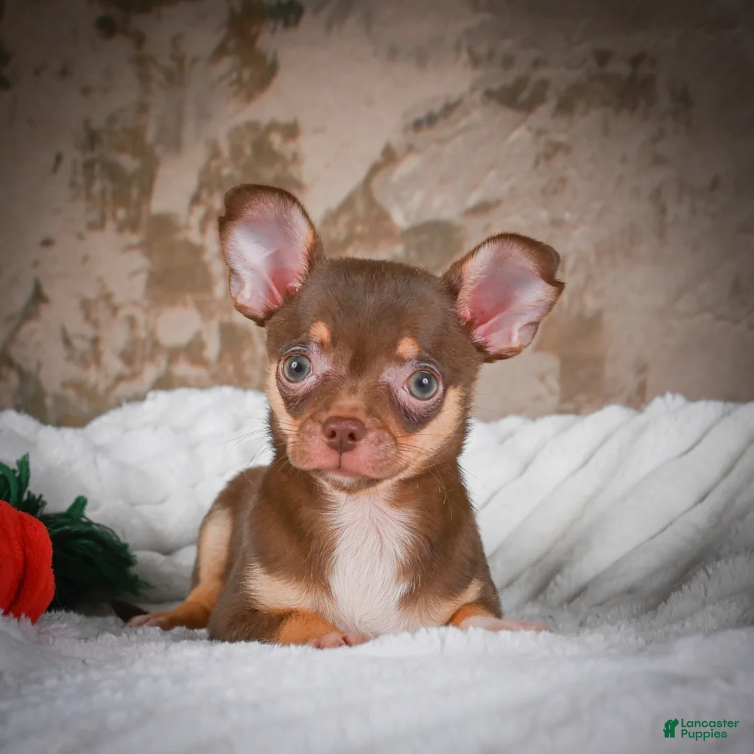 Chihuahua dogs for sale: Laura - Ad 2