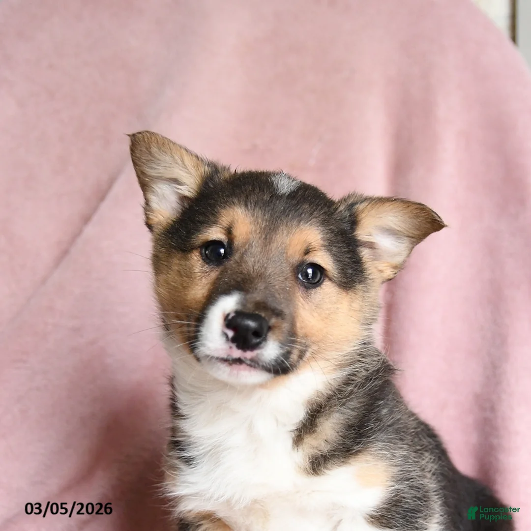 Mixed Breed dogs for sale: Coffee - Ad 3