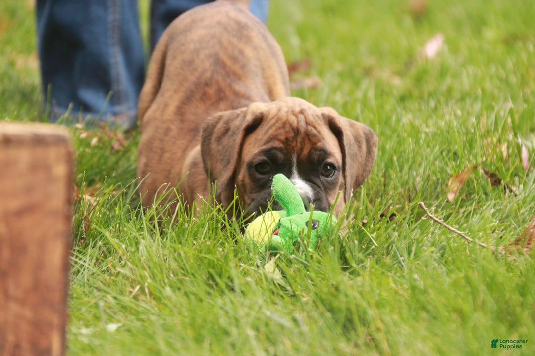 Boxer dogs for sale: Flint - Ad 10