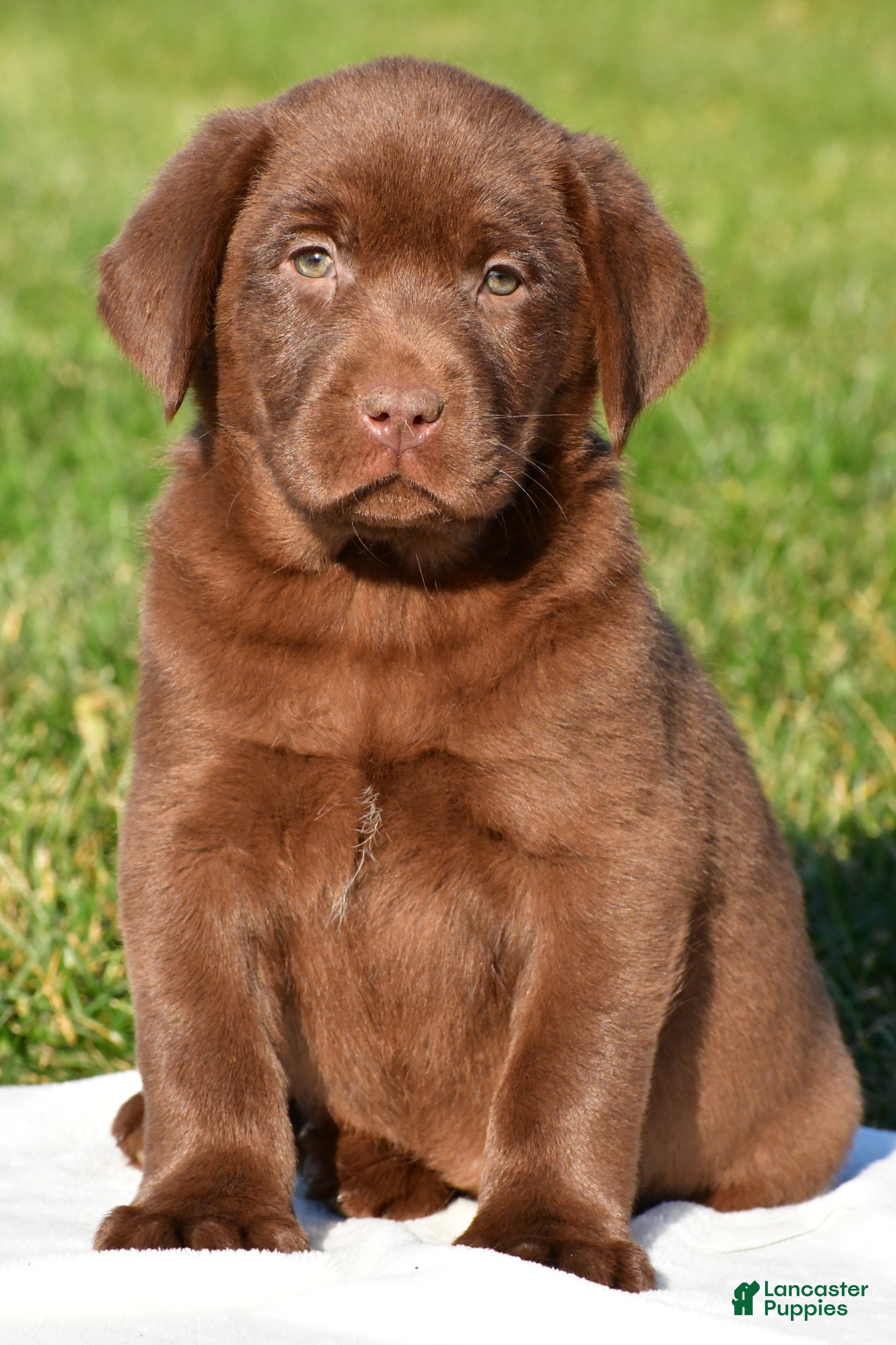Labrador Retriever dogs for sale: Mira - Ad 1