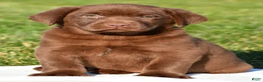 Mira