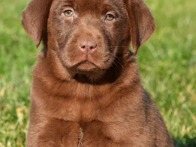 Labrador Retriever dogs for sale: Mira - Ad 1