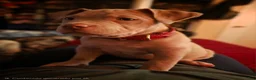 American Bully dogs for sale: American Bully 1 - Ad 1