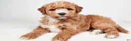 Mini Goldendoodle dogs for sale: Rylan - Ad 8