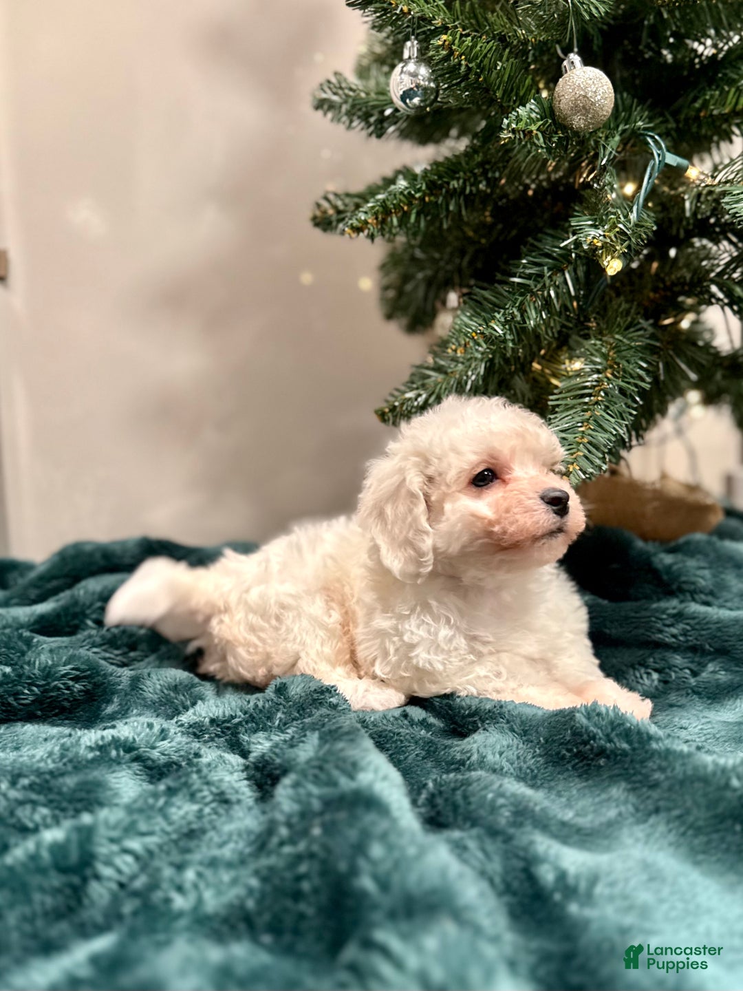 Bichon Frise dogs for sale: Carter ACA - Ad 4