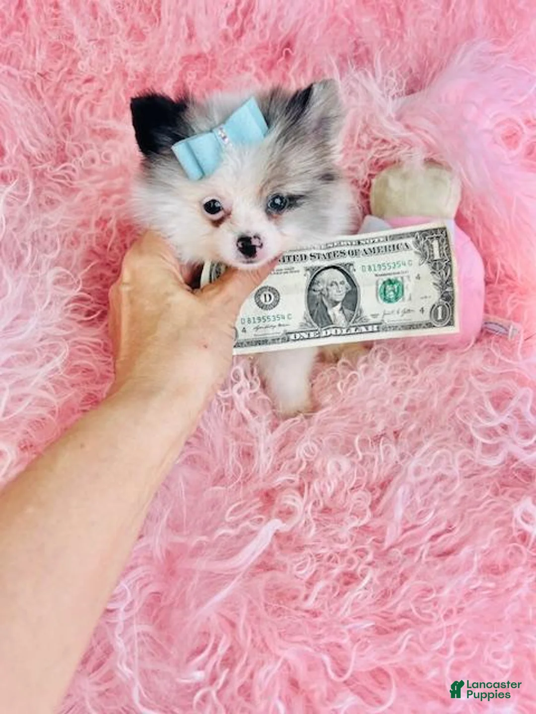Pomeranian dogs for sale: Teacup/Pocket Pomeranian Puppy 1 - Ad 2