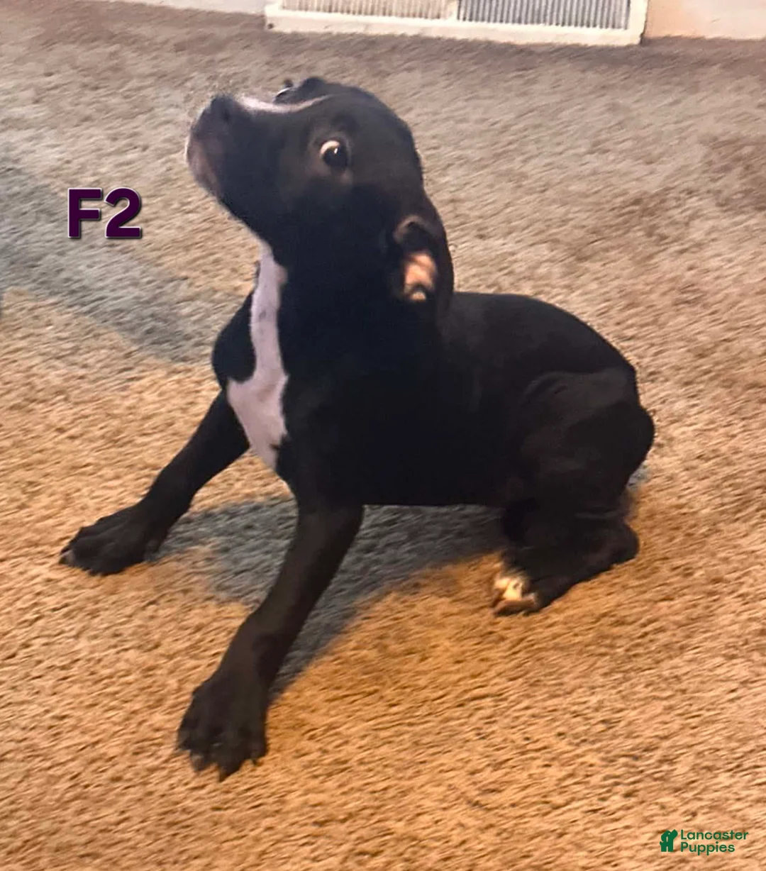 Mixed Breed dogs for sale: Female 2 - Ad 2