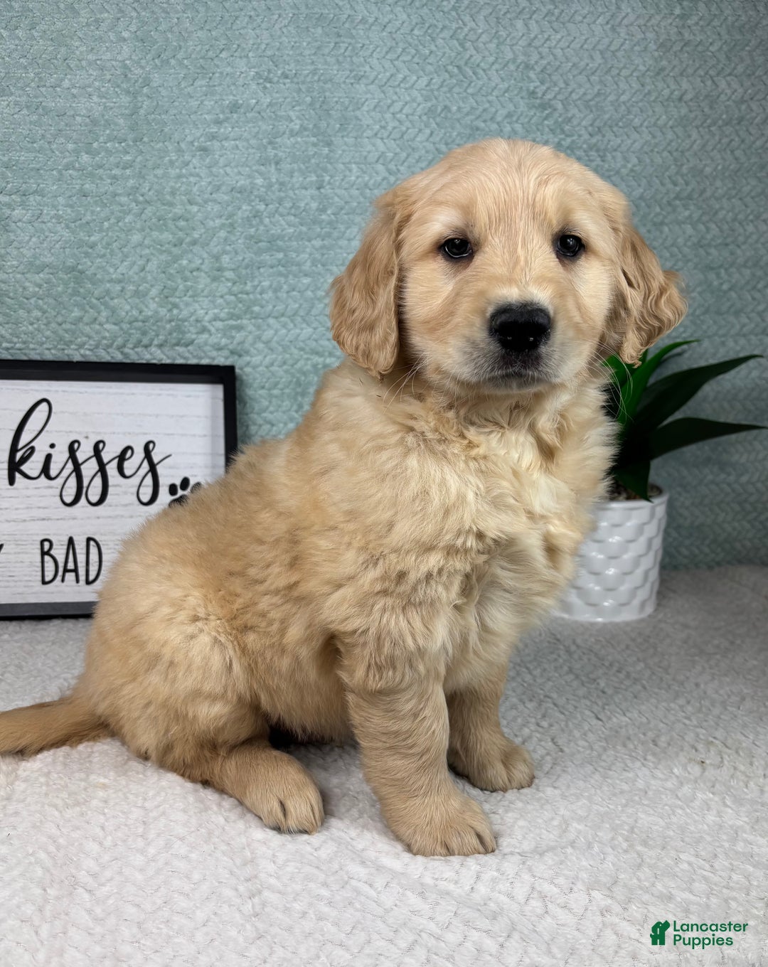 Golden Retriever dogs for sale: Grant - Ad 2
