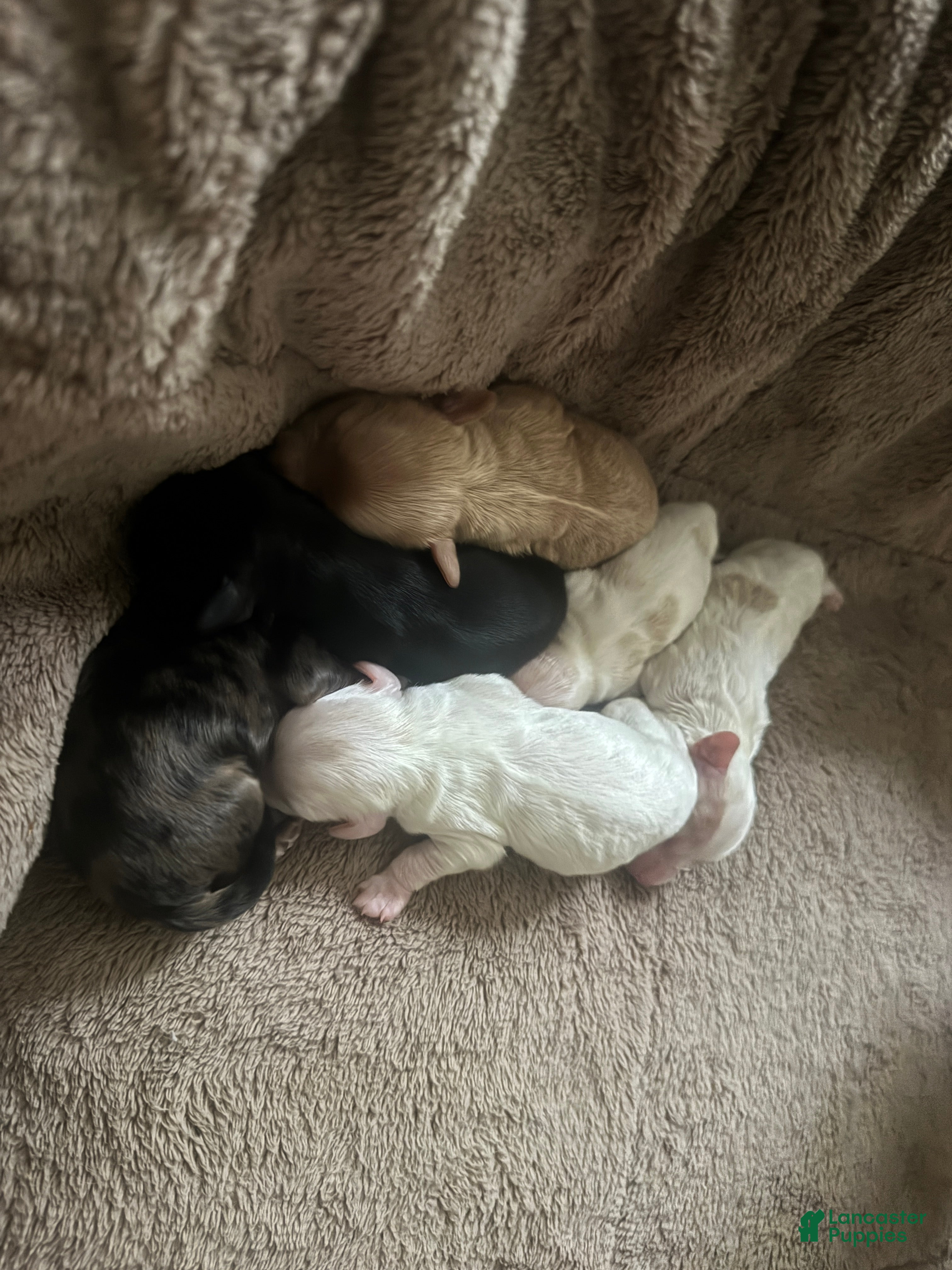 Havapoo dogs Havapoo puppy 2 - Ad 33