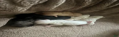 Havapoo puppy 2
