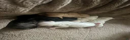 Havapoo dogs for sale: Havapoo puppy 2 - Ad 1