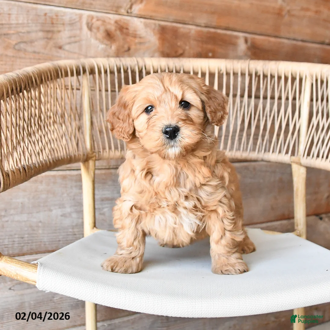 Mini Bernedoodle dogs for sale: Pixie - Ad 3