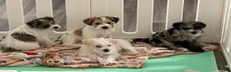 Miniature Schnauzer dogs for sale: Blanca - Ad 3