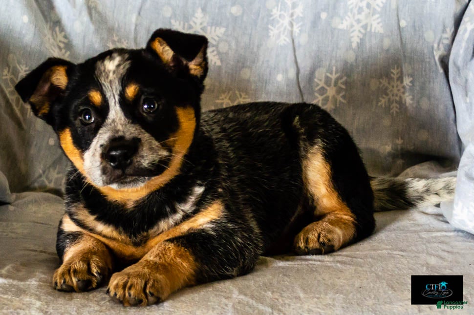 Australian Cattle Dog dogs Cassidy - Ad 1
