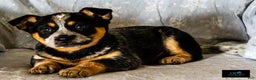 Australian Cattle Dog dogs for sale: Cassidy - Ad 1