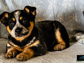 Australian Cattle Dog dogs Cassidy - Ad 32