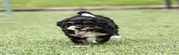 Bernedoodle dogs for sale: Beau Bernedoodle Puppy  - Ad 7