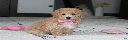 Bichpoo dogs for sale: Aubrey - Ad 9