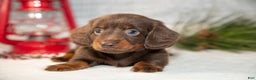 Miniature Dachshund dogs for sale: Dallas - Ad 2