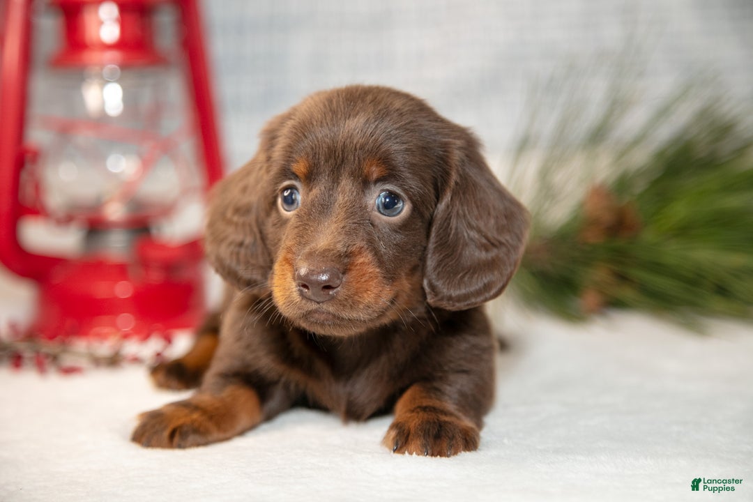 Miniature Dachshund dogs for sale: Dallas - Ad 2