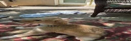 Borzoi dogs for sale: Gabriel-APRI-Pedigree - Ad 4