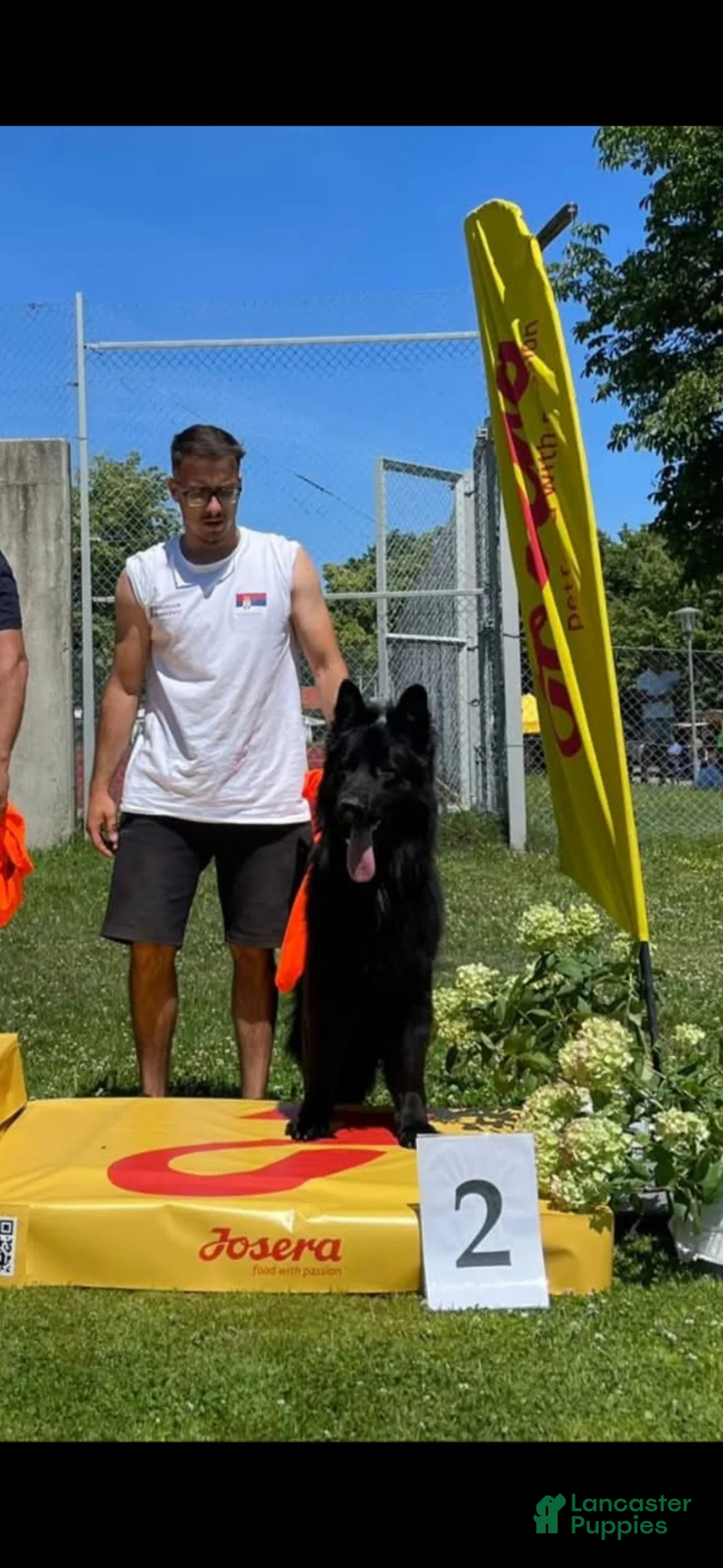 German Shepherd dogs for sale: German Shepherd Puppy 1 - Ad 6