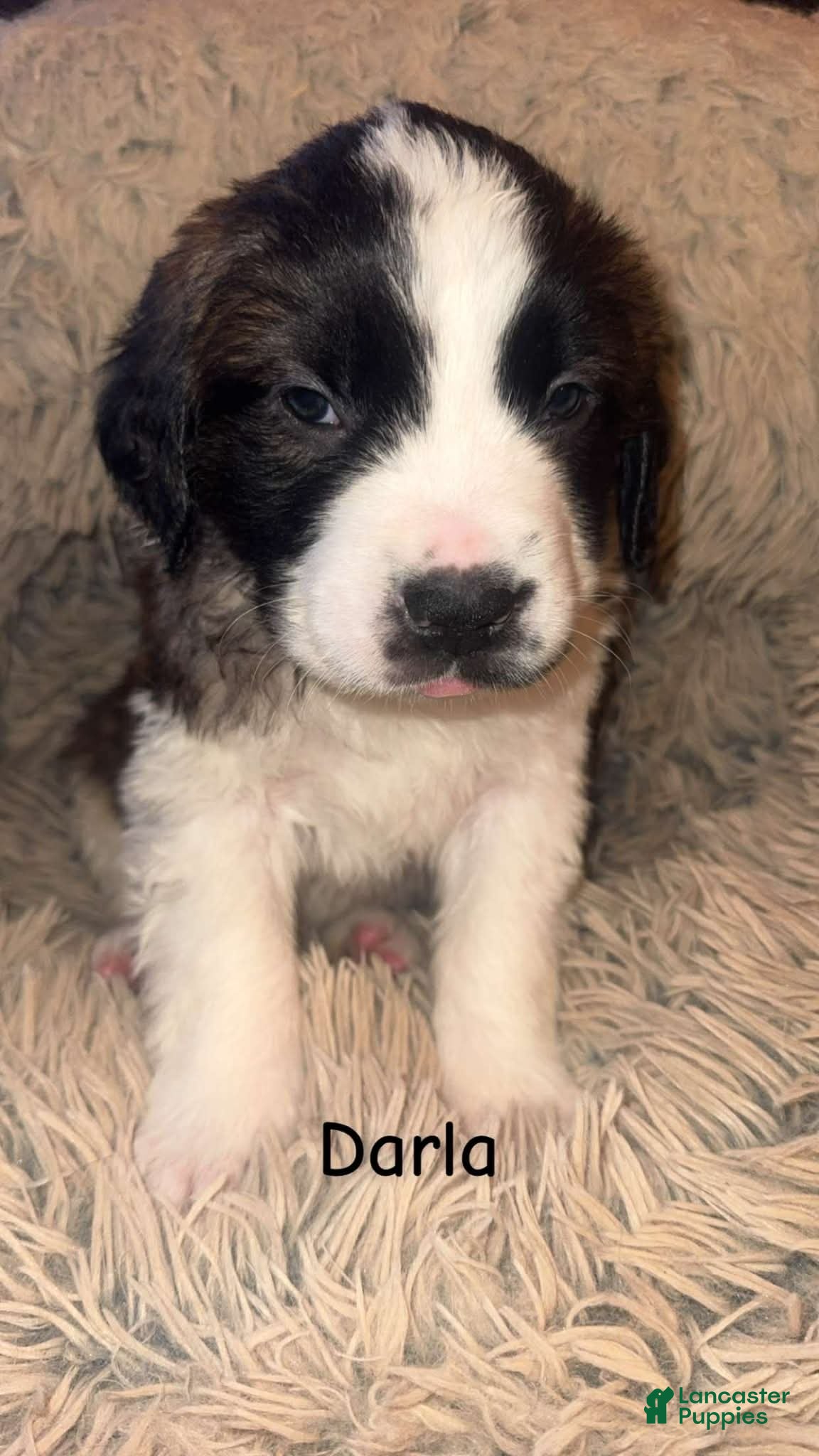 Saint Bernard dogs Darla - Ad 18