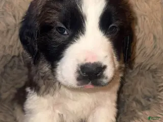 Saint Bernard dogs Darla - Ad 18