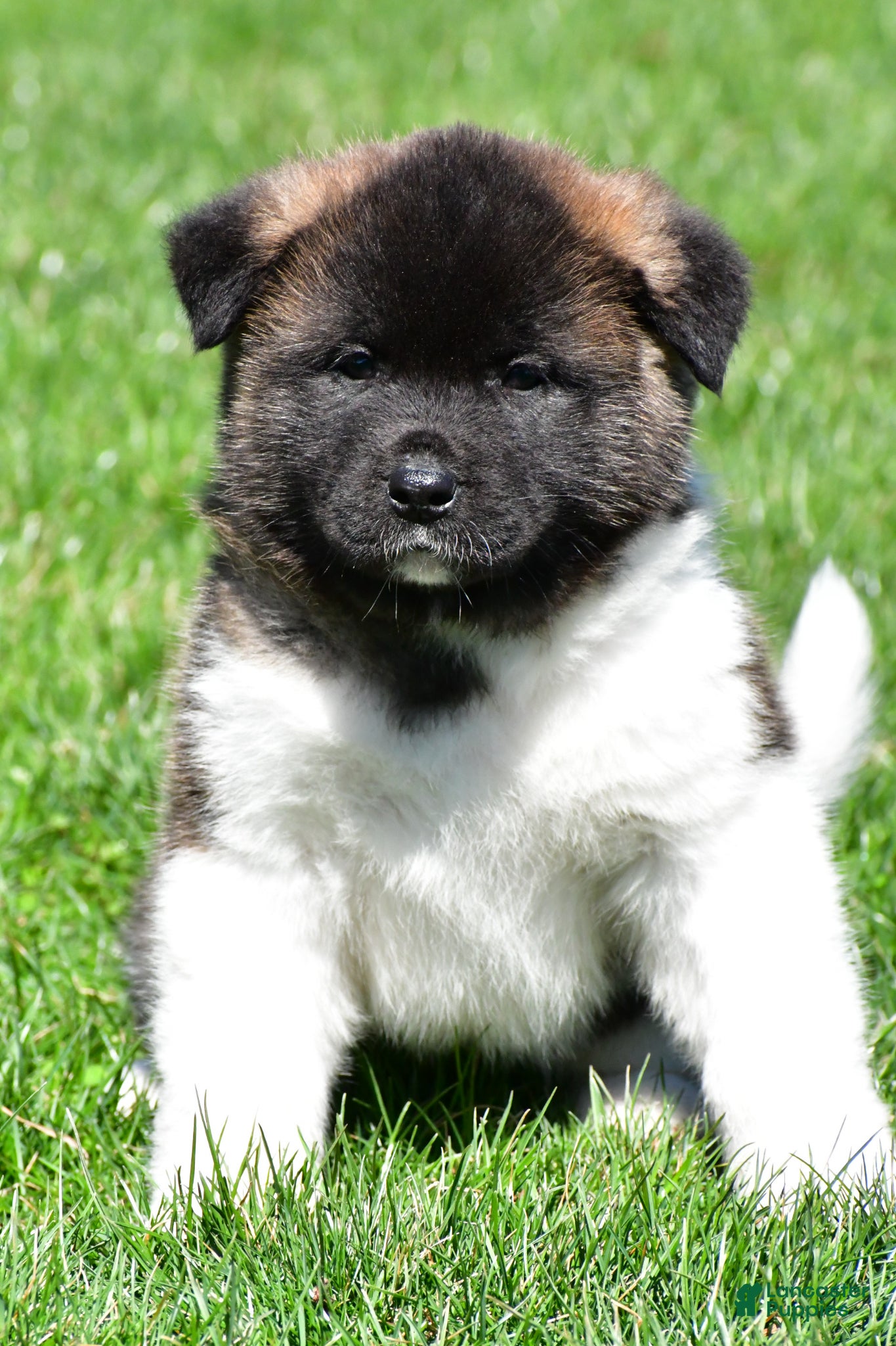 Akita dogs Brittany - Ad 2