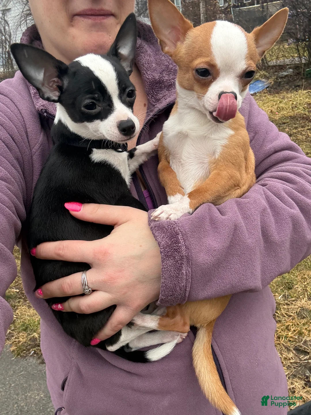 Chihuahua dogs for sale: Chihuahua Puppy 1 - Ad 4
