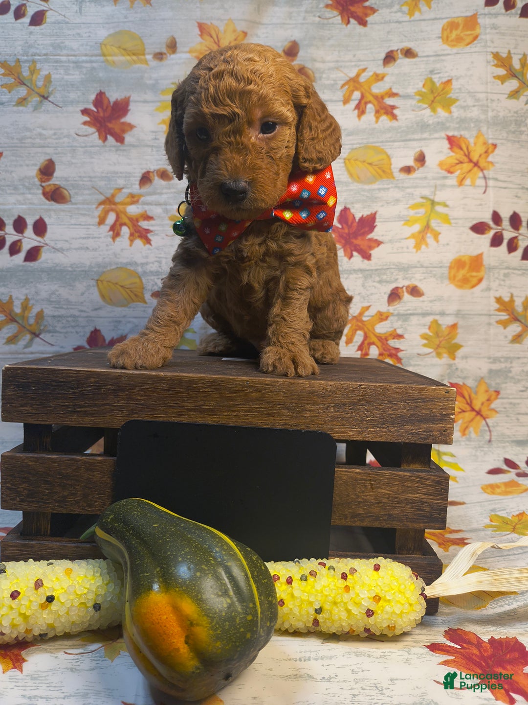 Mini Goldendoodle dogs for sale: Brier - Ad 4