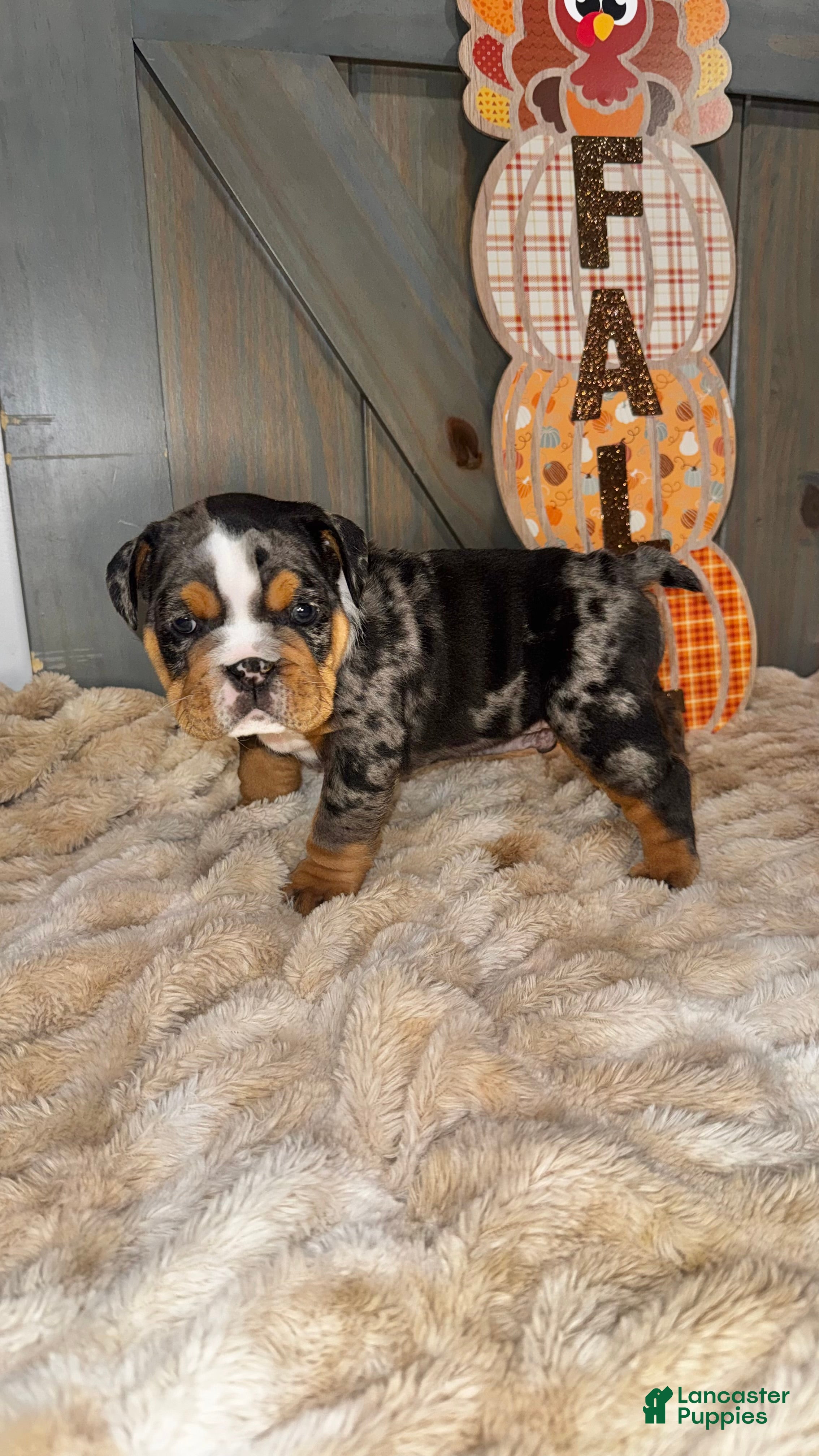 English Bulldog dogs for sale: Thor - Ad 3