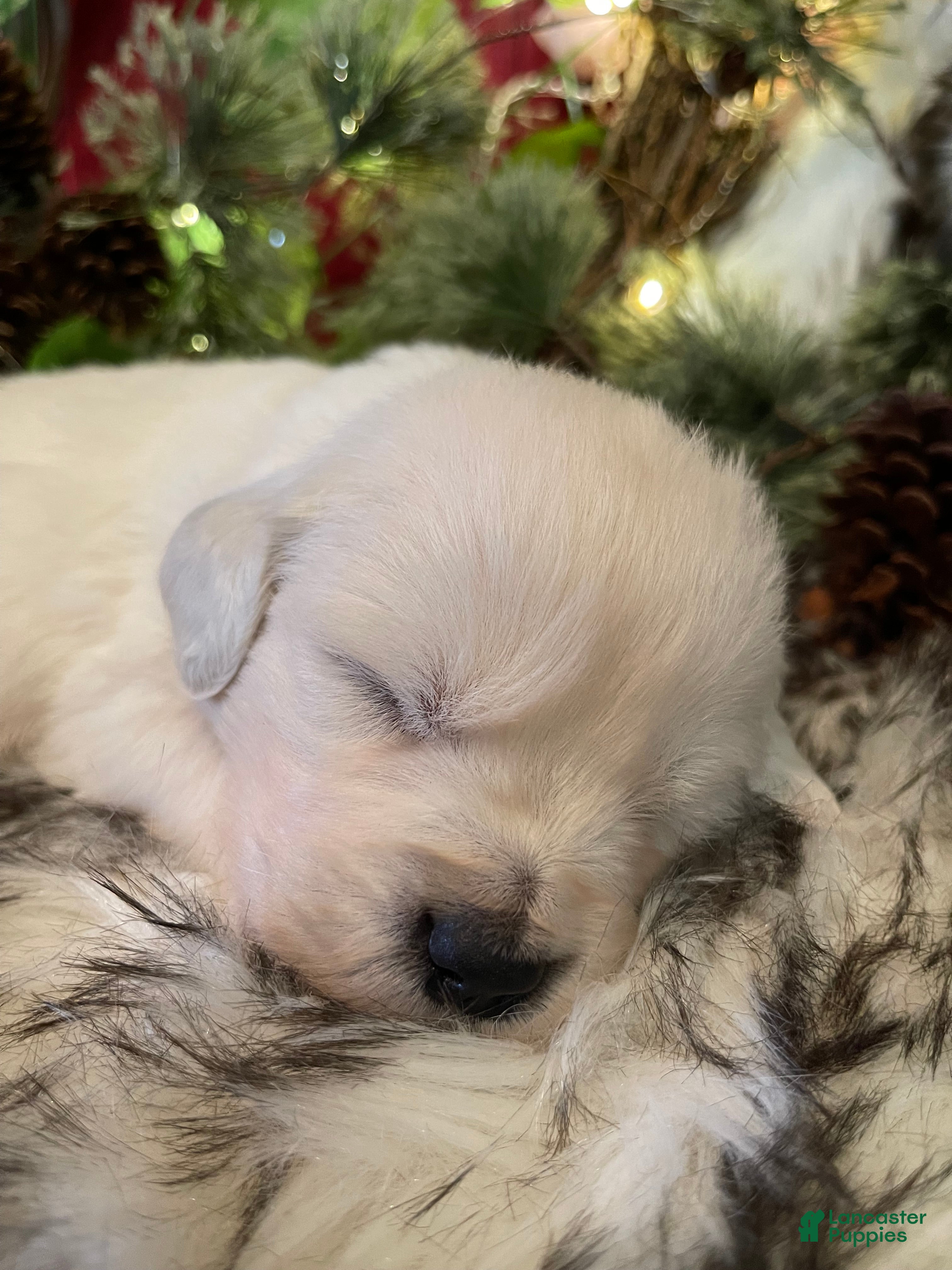 Golden Retriever dogs Matilda  - Ad 1