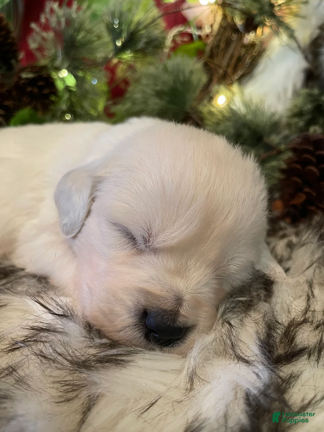 Golden Retriever dogs for sale: Matilda  - Ad 1