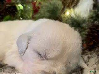 Golden Retriever dogs for sale: Matilda - Ad 2