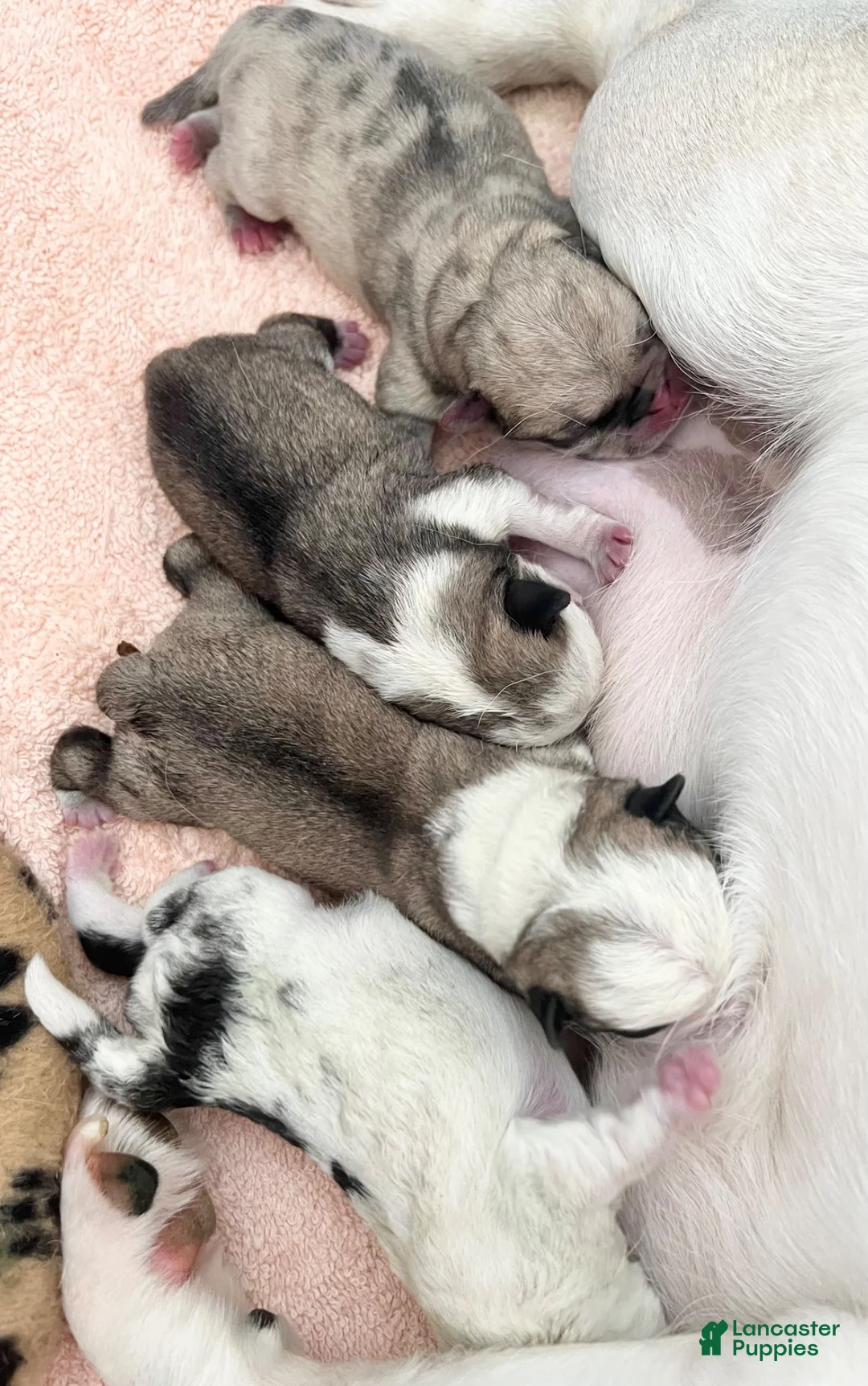 Pug dogs for sale: Panda fawn/white male 1 - Ad 3