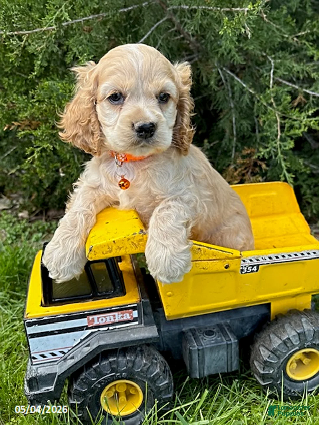 Cocker Spaniel dogs for sale: Jimmy - Ad 2