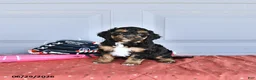 Mixed Breed dogs for sale: Vince - Ad 4