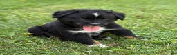 Australian Shepherd dogs for sale: Forest  - Ad 1