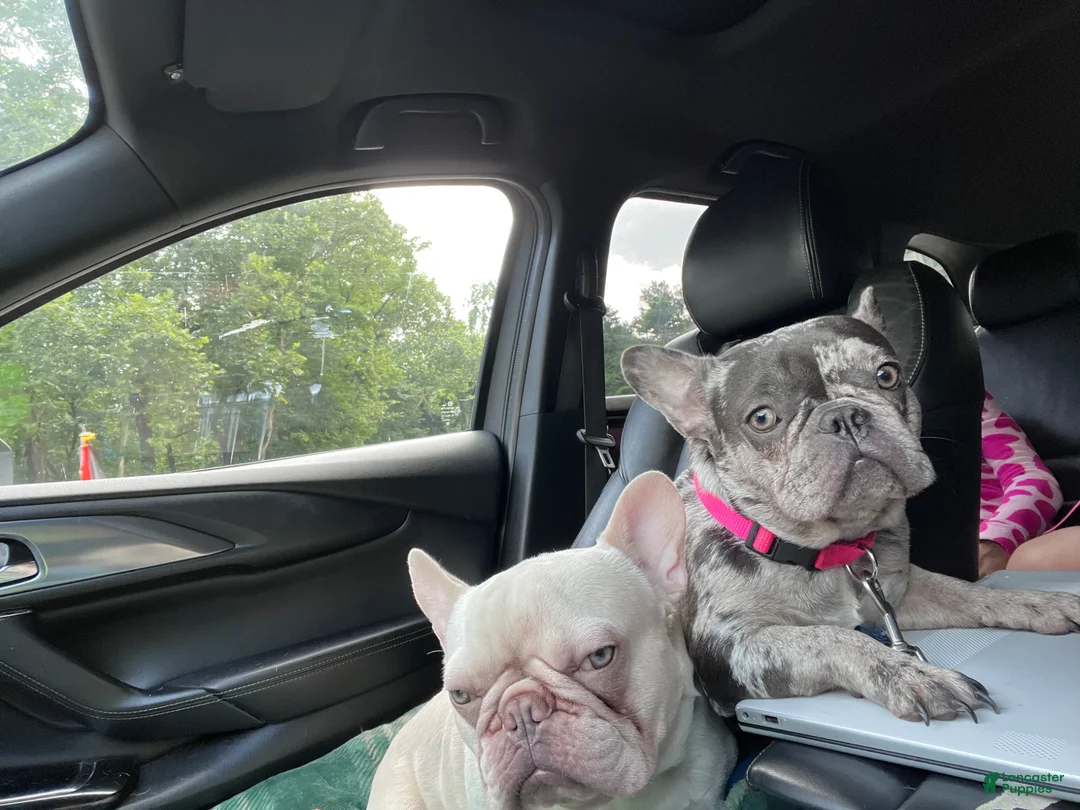 French Bulldog dogs for sale: French Bulldog Puppy 2 - Ad 2