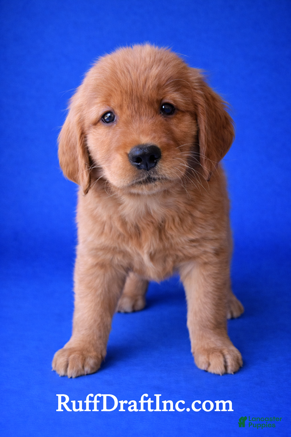 Golden Retriever dogs Reba - Ad 1