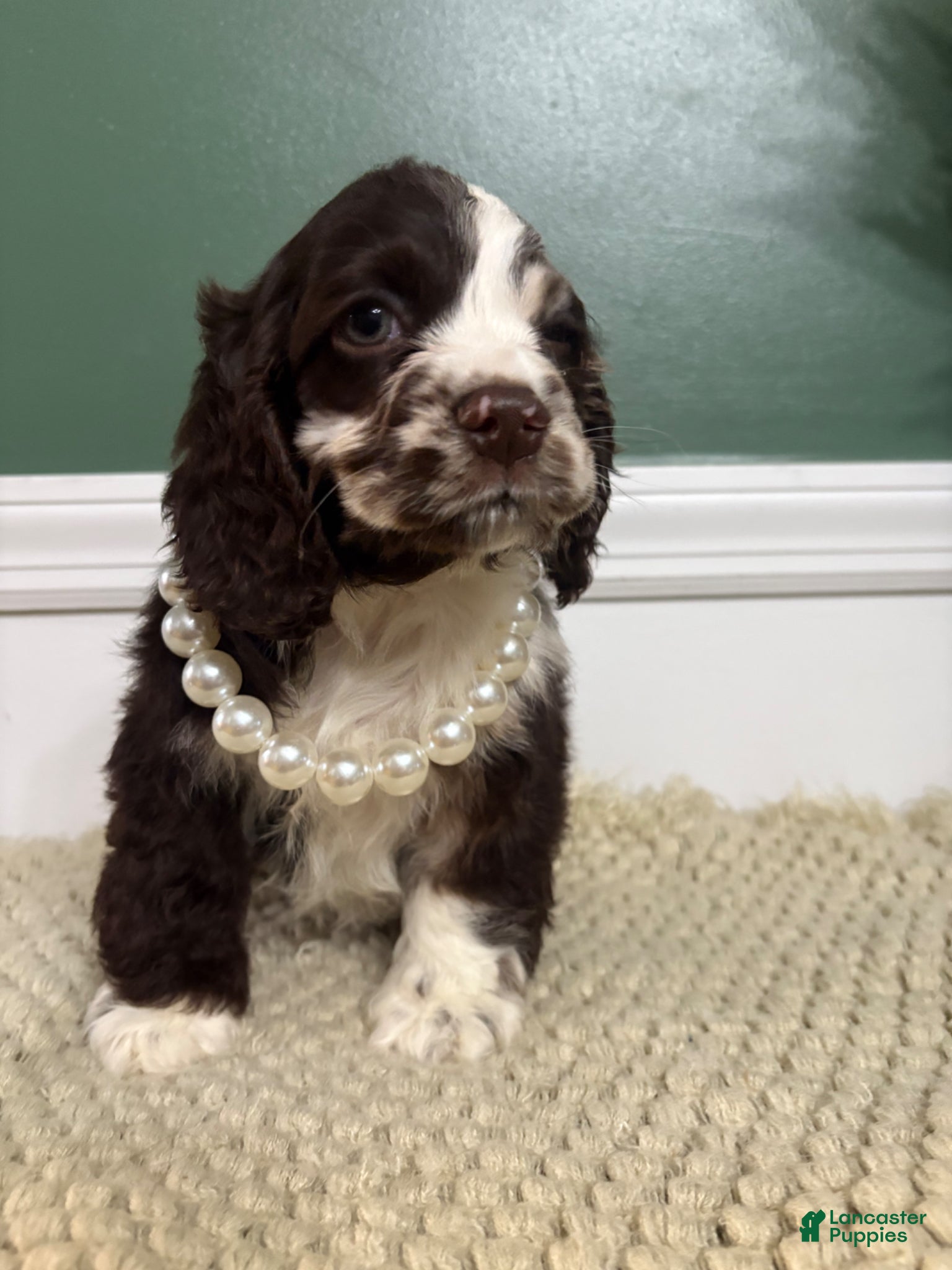 Cocker Spaniel dogs Cowboy - Ad 2