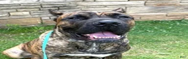 Yogi 