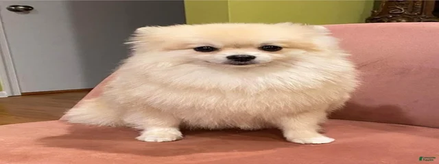 Cookie