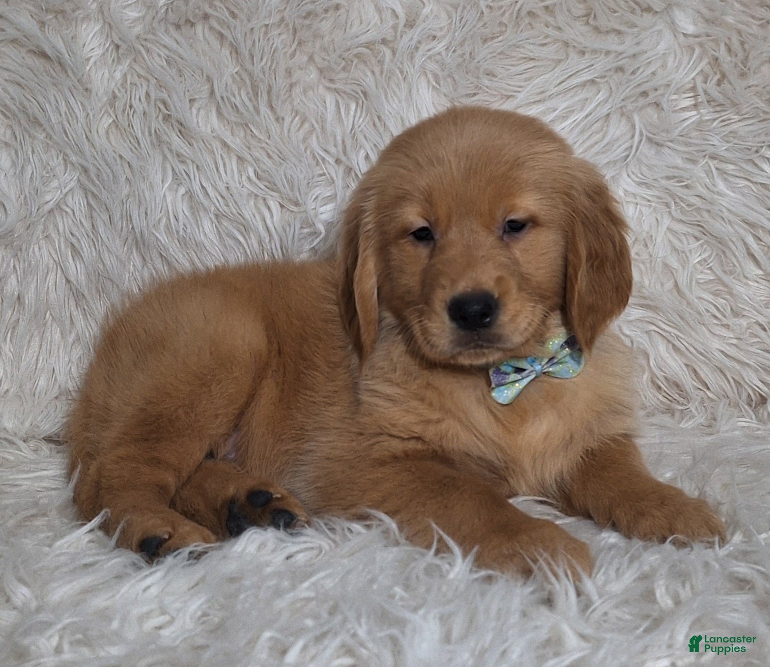 Golden Retriever dogs Juno - Ad 23